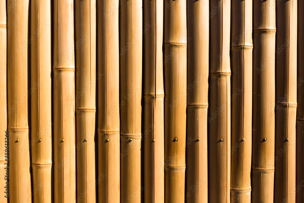 Fototapeta premium Light Wood Texture