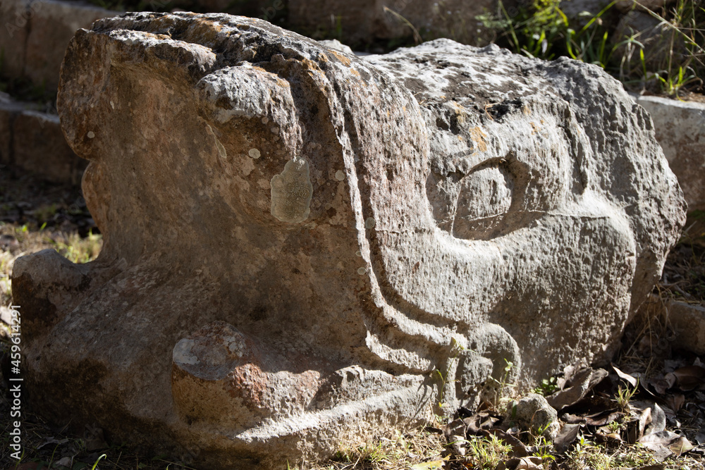 Obraz premium stump in the forest