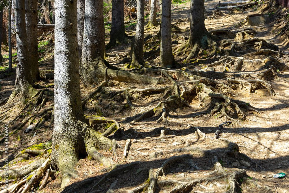 Wystające korzenie w lesie idąc pod górę - obrazy, fototapety, plakaty 