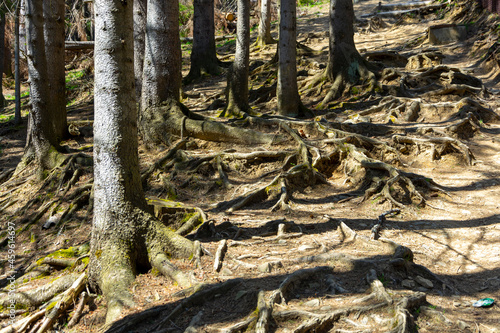 Wystające korzenie w lesie idąc pod górę