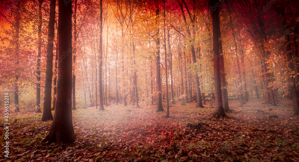 Foggy red autumn forest landscape.