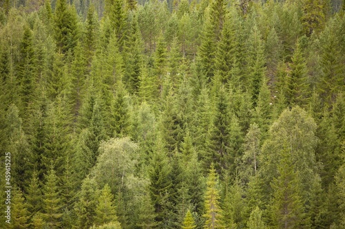 Beautiful natural landscape green forest and mount