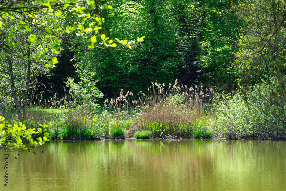 étang du Sépay, Réserve naturelle étang du Sépay, Réserve naturelle