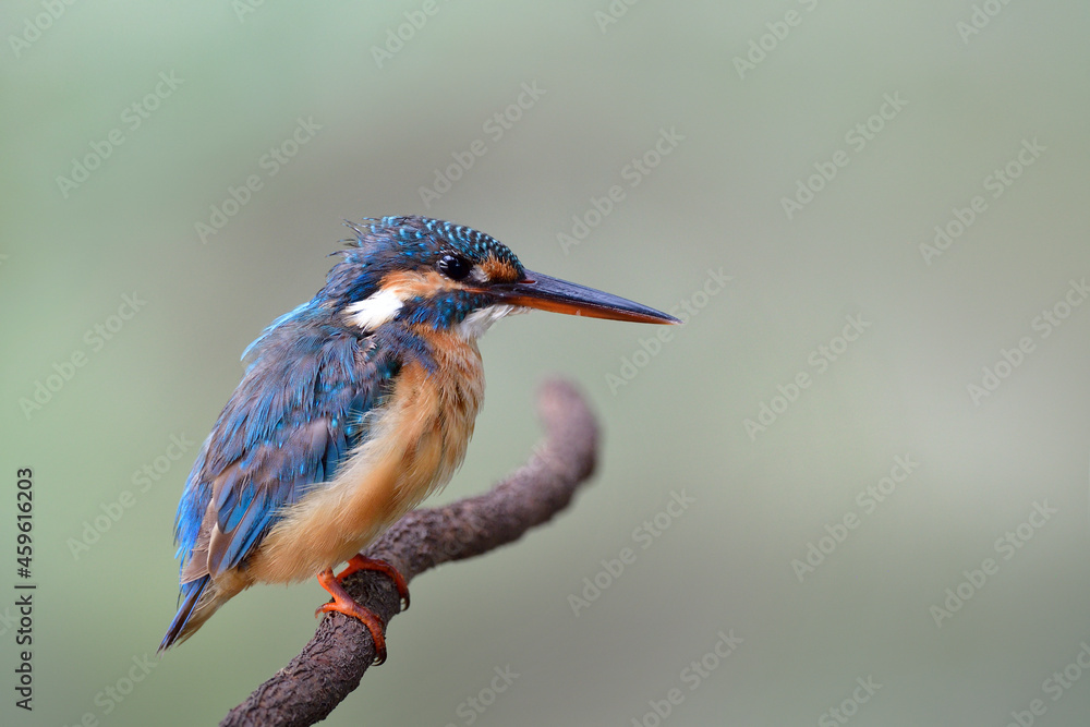 Fototapeta premium chubby blue bird perching on curve branch expose over soft lighting on blur green background, common kingfisher