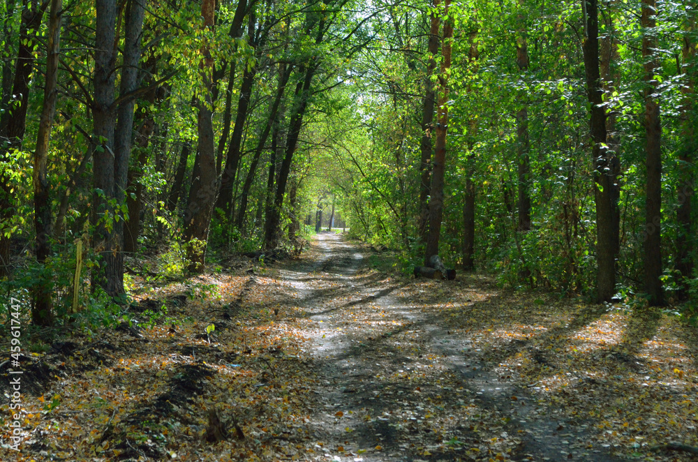 Obraz premium Forest 