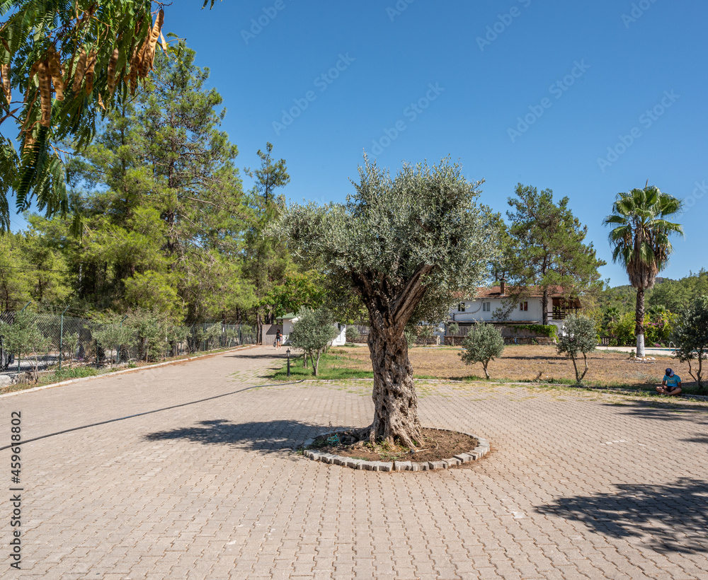 olive tree in the park