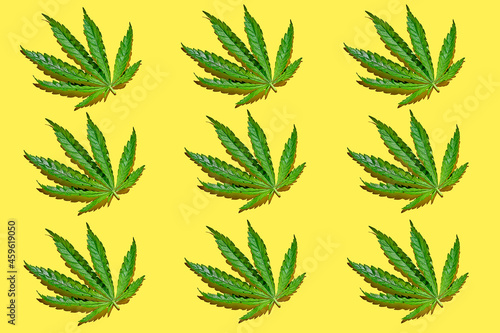 Cannabis leaves pattern on yellow background with hard light. Minimalistic hemp poster