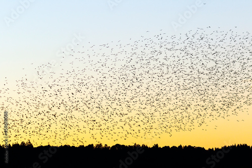 Big flock of birds in the dawn over the forest