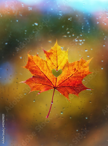 A beautiful maple leaf with a heart inside on a wet window with rain drops. Autumn mood. Valentine's Day