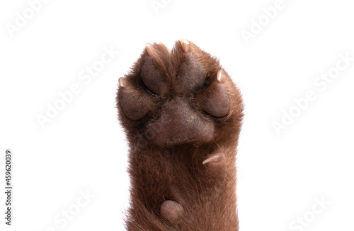 dog paw isolated photo