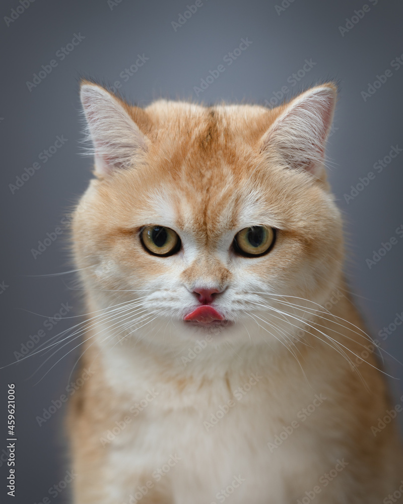 British golden chinchilla