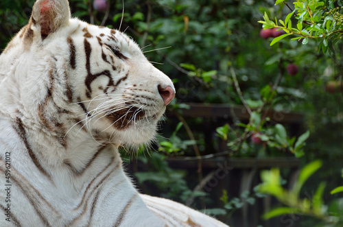The tiger is a symbol of the Chinese New Year 2022. Rare Black and White Striped Adult Tiger