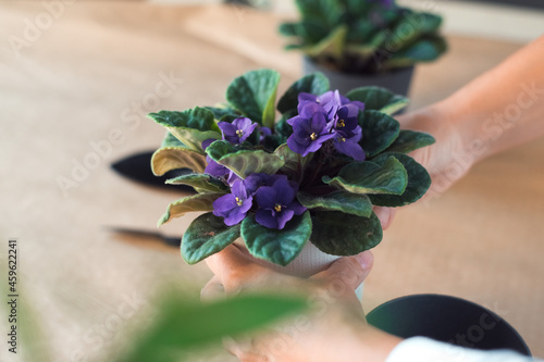 transplant a violet senpolia flower photo