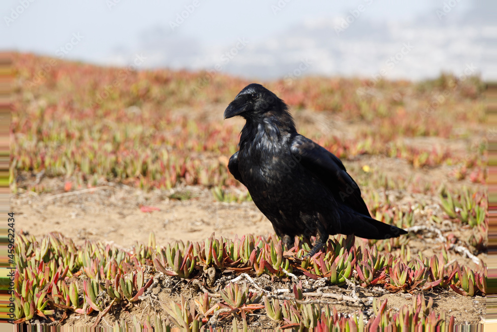 Fototapeta premium raven on the ground
