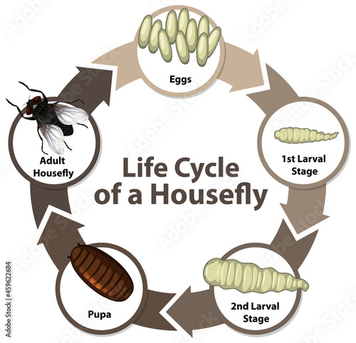 Diagram showing life cycle of Housefly