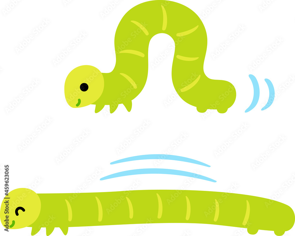 Fototapeta premium 歩く尺取り虫