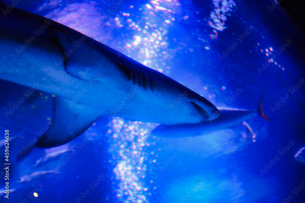 Obraz premium アクアリウムの世界