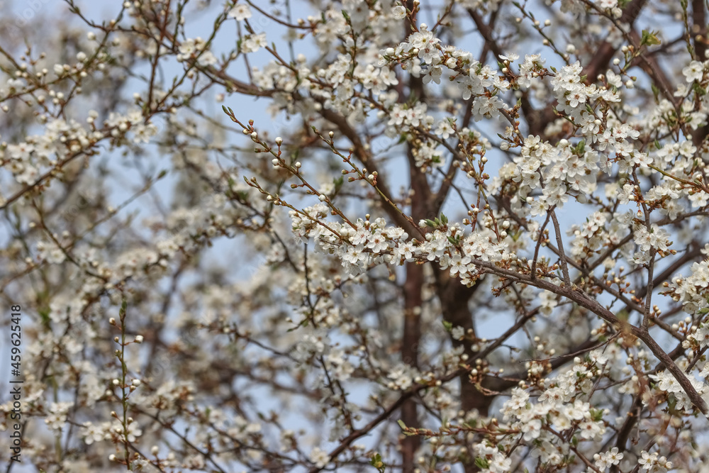 Blooming cherry plum branch Blooming cherry plum branch