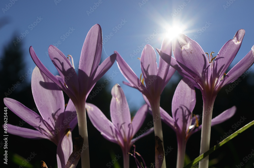 Violet flower, Lower Austria