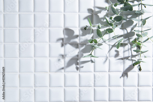 観葉植物・ユーカリの葉っぱ。白背景・コピースペース有り。