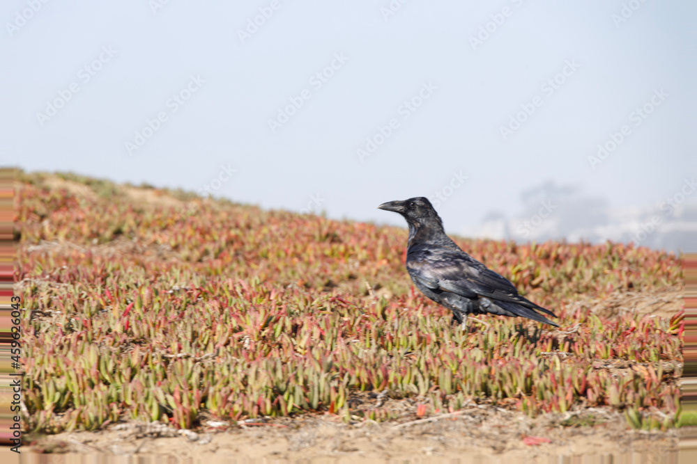 Obraz premium crow on the ground