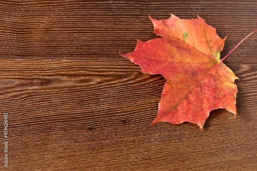 Orange autumn maple leaf on a wooden surface. Autumn nature close-up. Copy space
