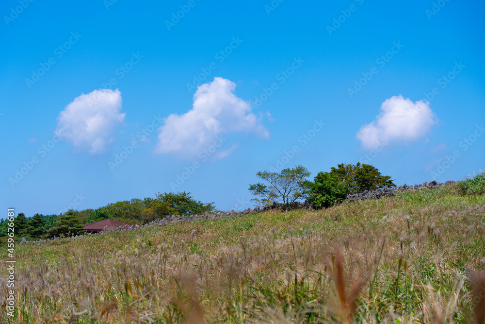 grass and sky