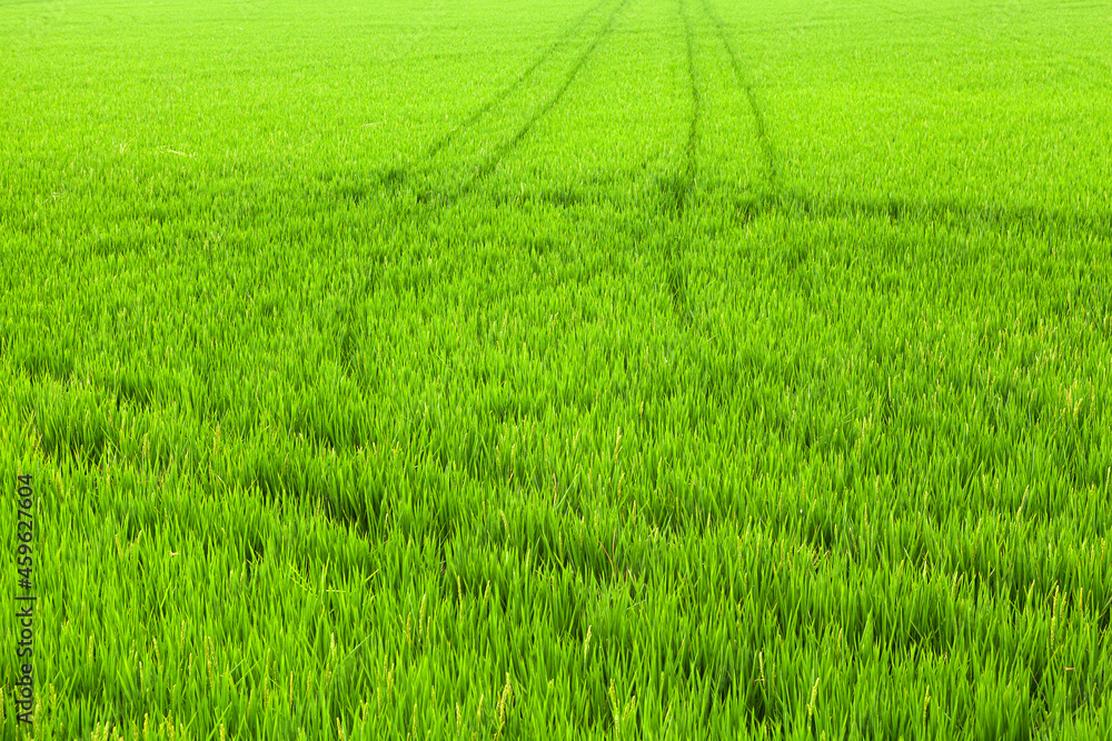 green rice field to harvest green rice field to harvest
