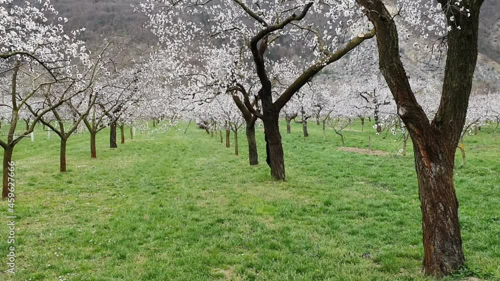 Beautiful girl and apricot trees in the period of spring flowering Beautiful girl and apricot trees in the period of spring flowering