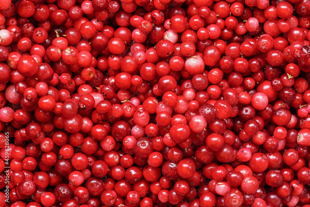 Pile of freshly harvested red wild cranberries, close-up detail from above Pile of freshly harvested red wild cranberries, close-up detail from above