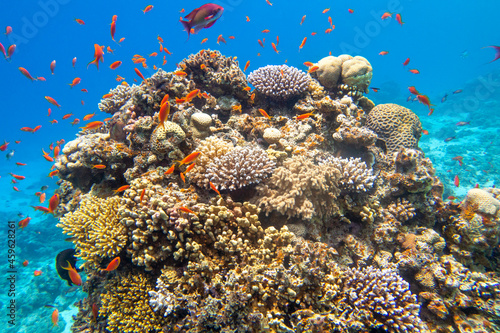 Colorful  picturesque coral reef at the bottom of tropical sea  hard corals and fishes Anthias  underwater landscape