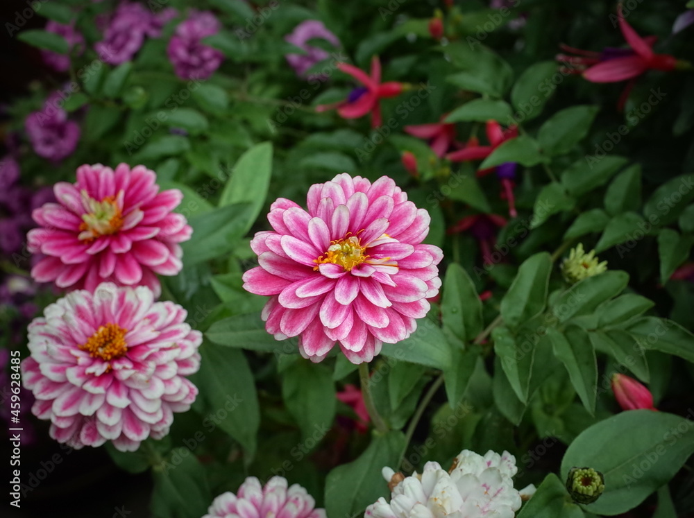 pink flowers in the garden pink flowers in the garden
