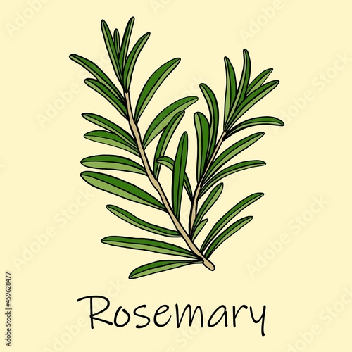Doodle freehand sketch drawing of rosemary.
