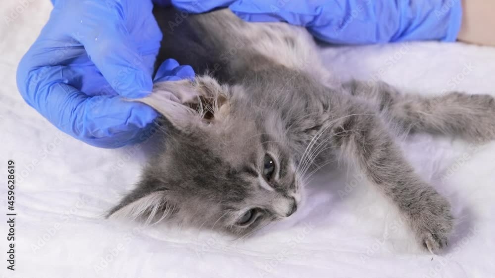 The veterinarian examines the kitten's ear. Ear parasites, otitis, diseases in animals and cats