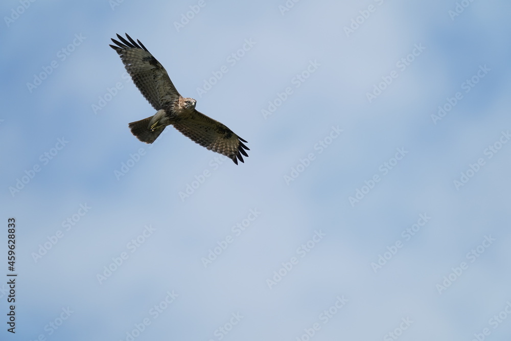 common buzzard in the sky