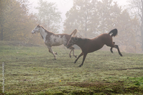 horse run on the meadow in Liguria in Italy