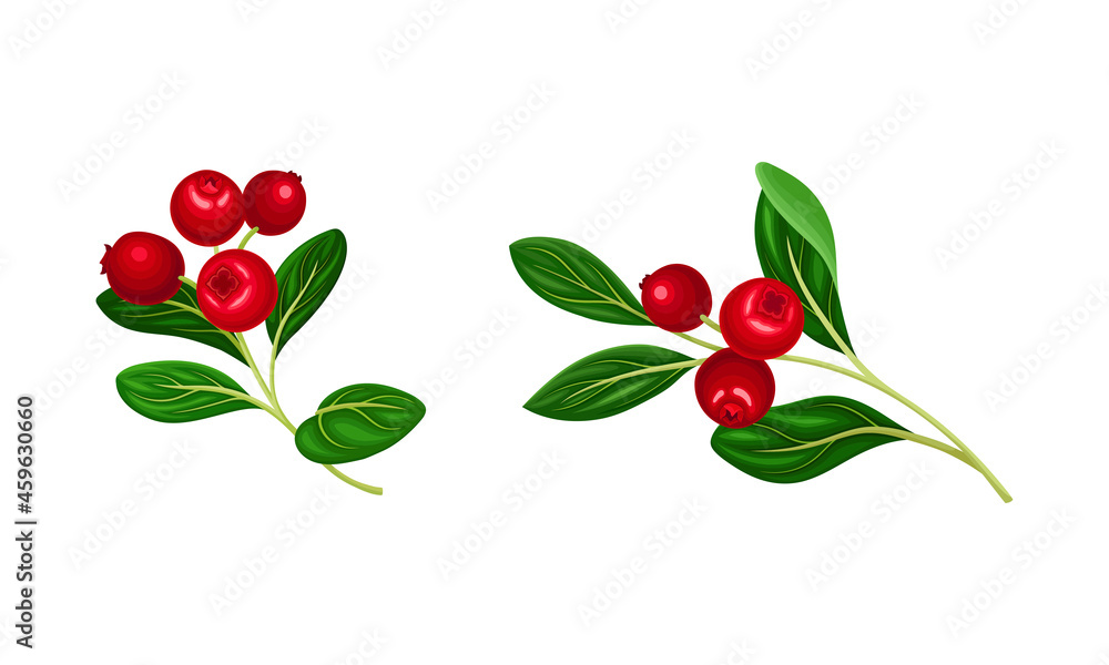 Cranberry twigs with red ripe berries and green leaves set vector illustration Cranberry twigs with red ripe berries and green leaves set vector illustration