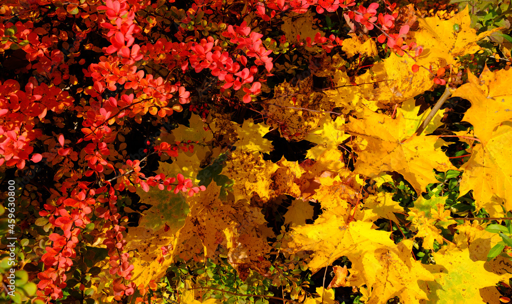 red and yellow background. vibrant colorful leaves in autumn. red and yellow background. vibrant colorful leaves in autumn.