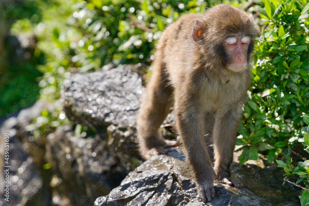 Obraz premium sleepy