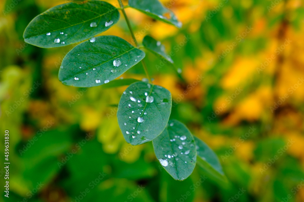 Morning Dew. Drops of water on green leaves in autumn Morning Dew. Drops of water on green leaves in autumn
