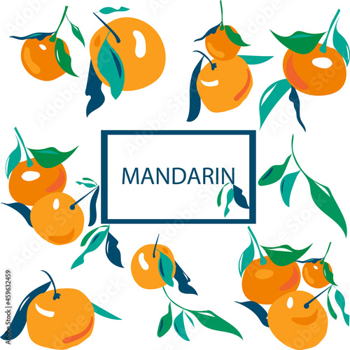 Set of different sizes of tangerines and leaves