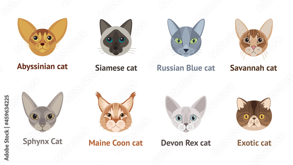 Faces of cats of different breeds - vector set, collection, illustration in flat style. Exotic cat, Devon Rex, Russian blue, Maine Coon, Abyssinian cat, Savannah, Sphynx, Siamese cat.