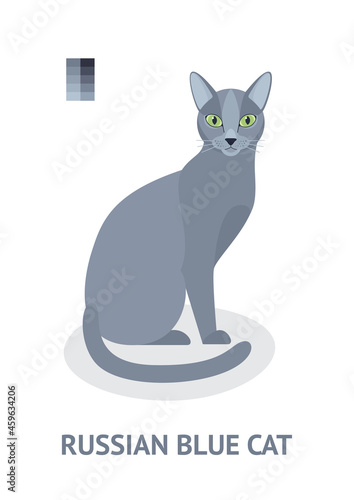 Fototapeta Naklejka Na Ścianę i Meble -  Russian Blue Cat - vector illustration in flat style