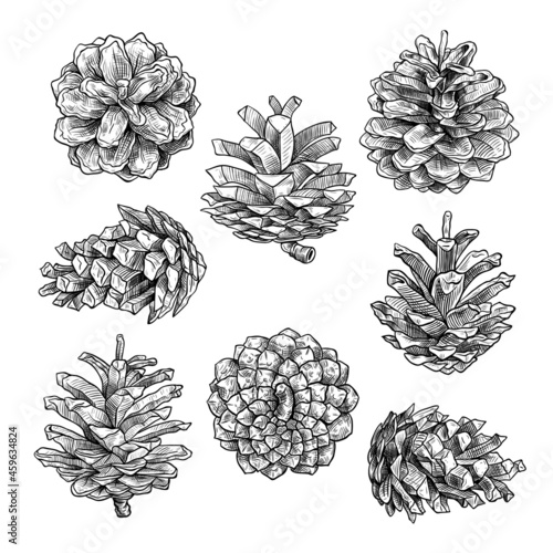 .A set of sketches of pine cones. Vector vintage illustration. Isolated objects on white background. Clipart.