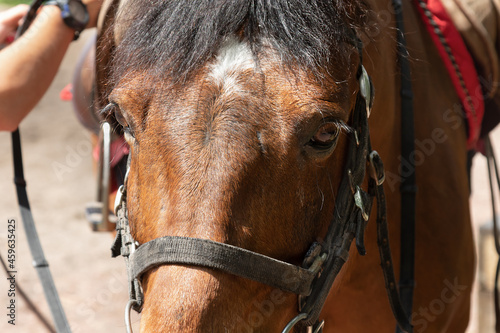 close-up portrait of brown horse with bridle.Horse equipping process