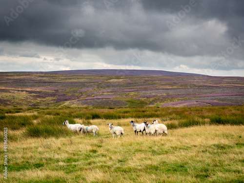 Swaledale sheep grazing on open moorland in a sea of vibrant purple heather. The skies are dramatic and the views are excellent, over the Yorkshire moors.