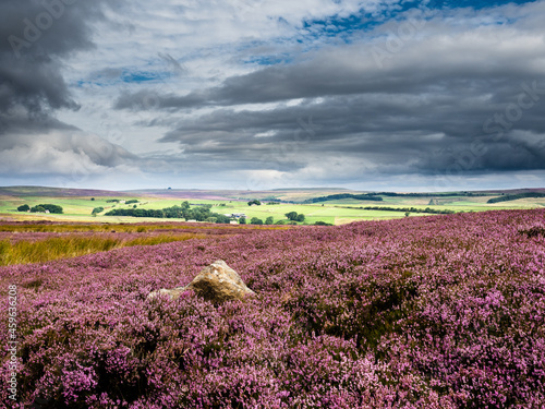 Fototapeta Beautiful vibrant purple heather on open moorland with blue skies and dramatic skies