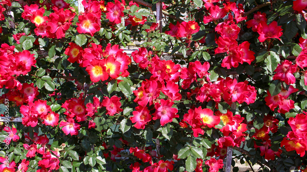 公園に咲く赤いバラ