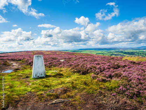 A pure white trig point in a sea of vibrant purple heather, with good views all around. It is summer and there are blue skies and white billowing clouds photo