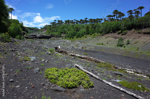 Valokuva South America nature landscape, Dead trees on bottom of dark canyon after post-e